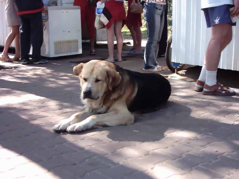 ����� ����� ����� �������