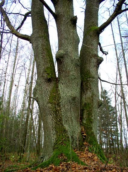 �� ���������� ��������� ������������ ��������� �������� ������� ����-�������. . ����