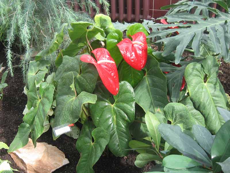 �������� �����. Anthurium andreanum, ��������� ��������. ����������� ��������� ��������. ������ - ��������. ����. ��������