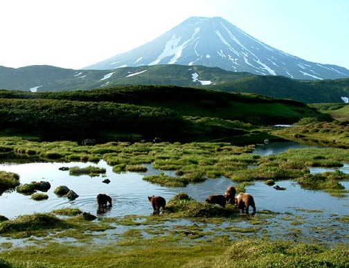 Медведи на Камчатке. Фотография Камчатки. Камчатка
