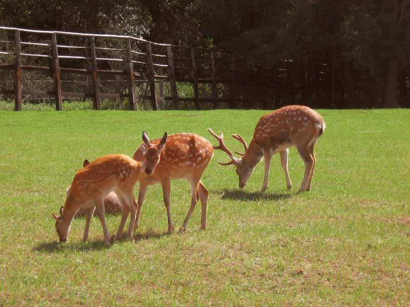 Animal-planet.  .         -  . . . 