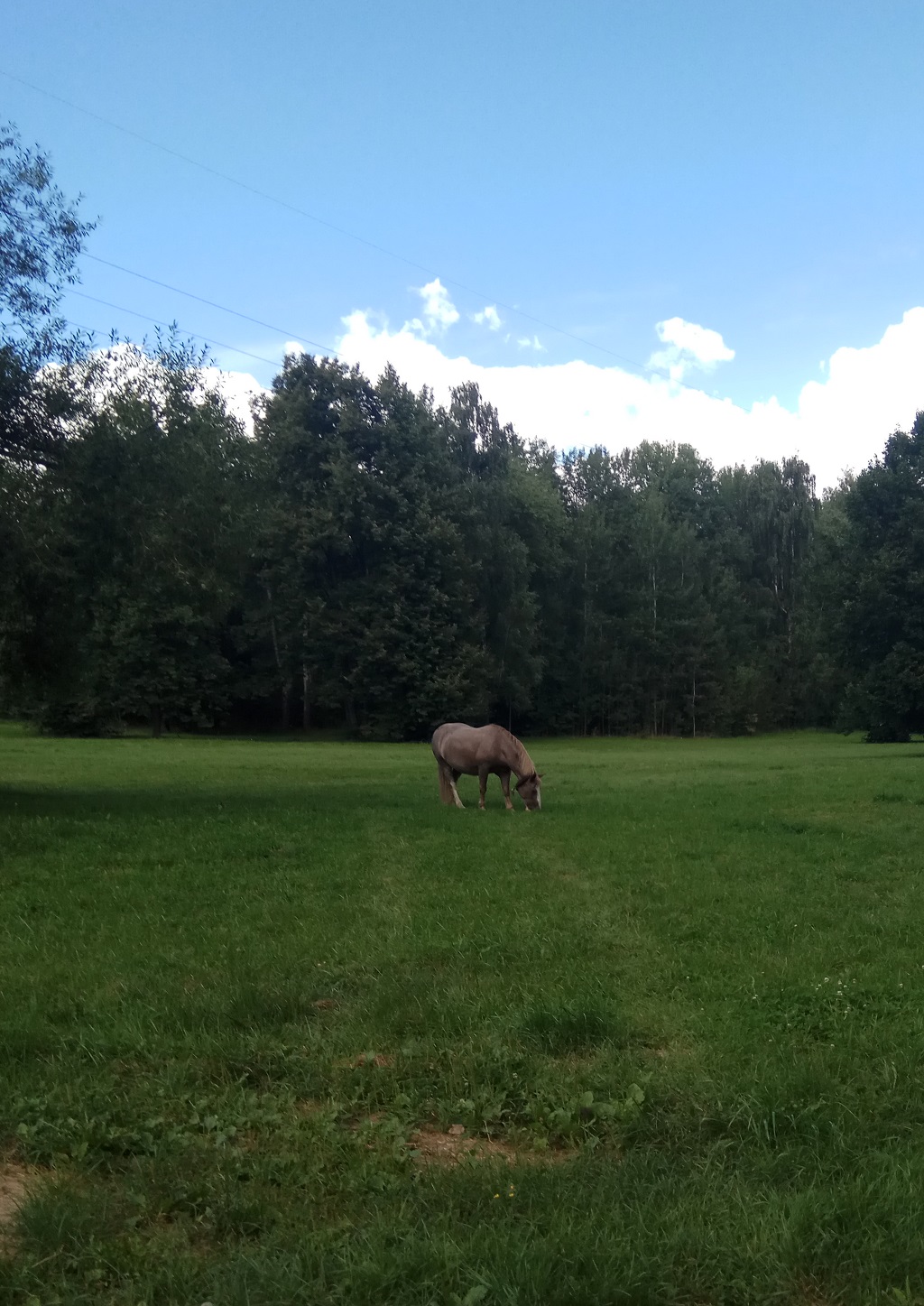 Как видим в Этом парке водятся и кони. Травкой лакомятся Где отдохнуть в Минске. Фото. Фотография
