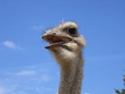 ����. Nemiga.Info